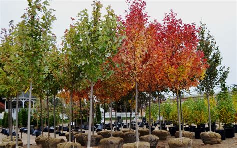 New Trees & Fall Color! | Dayton Nursery