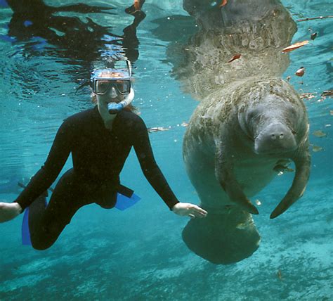 Crystal River Manatees - Crystal River Manatees | Swim With Manatees