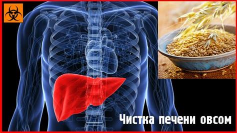 Овес для очищения печени - как заваривать и пить отвар, настой, кисель
