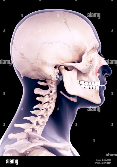 Illustration Of The Nasalis Transverse Muscle Stock Photo Alamy