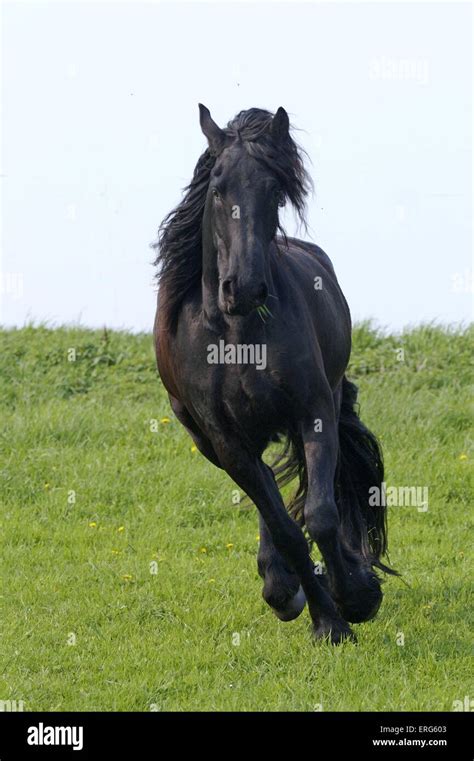 running Friesian Horse Stock Photo - Alamy