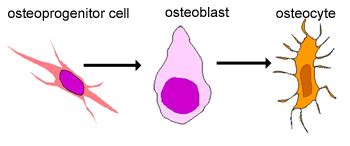 Osteocyte Cell Diagram