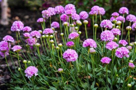 Армерия (50 фото) - виды, уход и посадка в открытом грунте