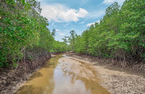 Mangrove Trees: How And What They Actually Eat - Tree Journey