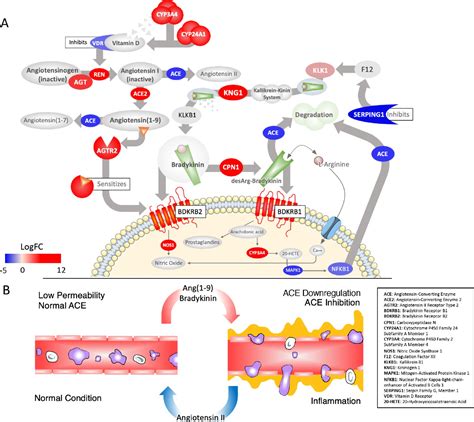 Figures and data in A mechanistic model and therapeutic interventions ...