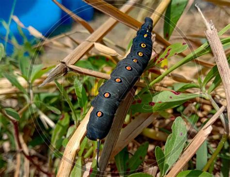 Image Of Unknown Smooth Black Hairless Caterpillar With Orange And