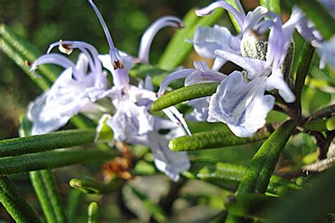 Piantare Rosmarino Aromatiche Consigli Per La Coltivazione Del