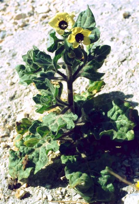 Flor De Bele O Propiedades Medicinales Y Usos Teleflor