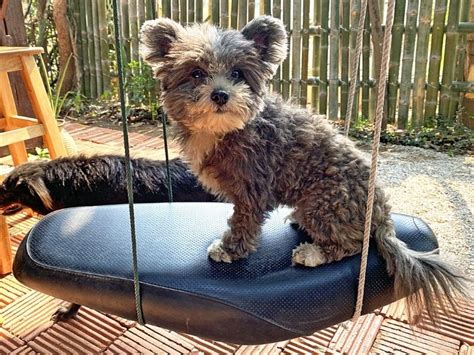 Pomapoo: Understanding Your Pomeranian Poodle Mix