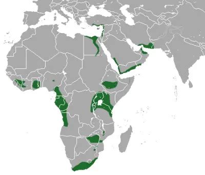 Egyptian Fruit Bat - Facts, Diet, Habitat & Pictures on Animalia.bio