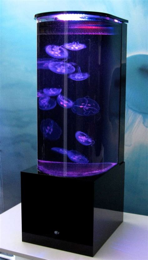 mesmerizing moon jellyfish  sale jelly fish tank home jelly fish
