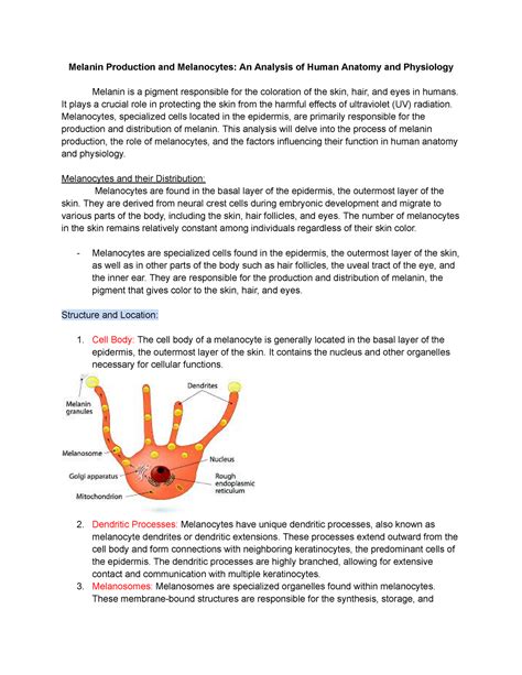 Melanocytes: Melanin Production and Significance - Melanin Production ...