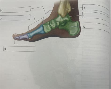 Bones of the ankle and foot Diagram | Quizlet