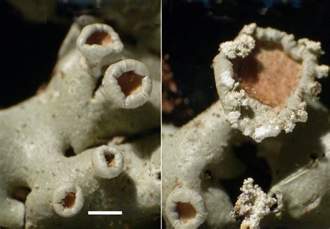 Menegazzia Subsimilis Common Macrolichens Of The Pacific Northwest