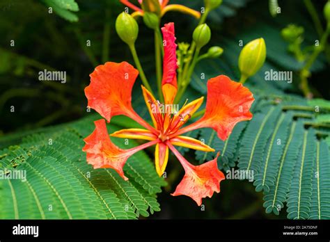 Delonix Regia Flower