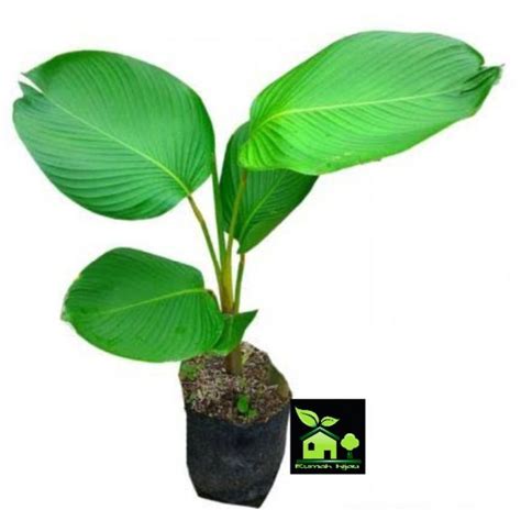 Jual Tanaman Hias Calathea Pisang Lutea 70 100 Cm 1 Kg 10 Batang