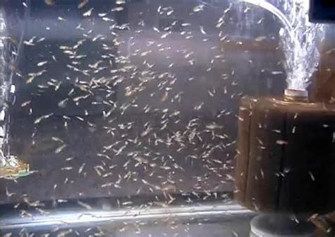 How Long Does It Take Goldfish Eggs To Hatch? - Goldfish Care