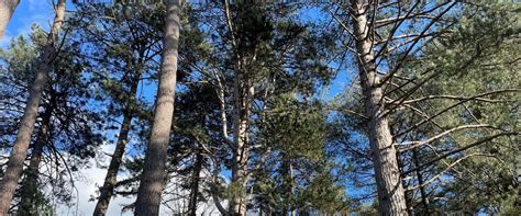 Corsican Pine Tree Species Forestry England