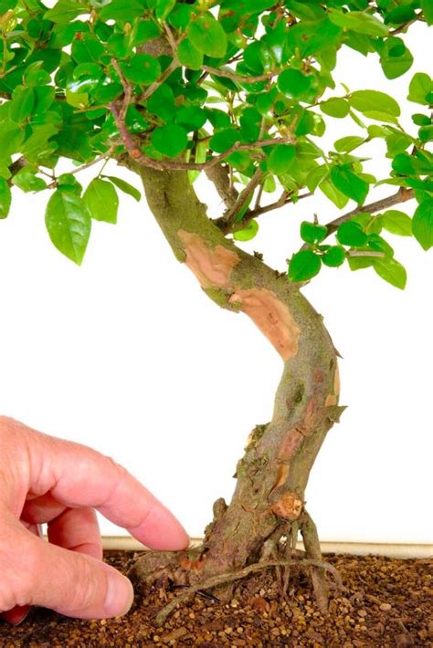 Uniquely Shaped Fruiting Chinese Sweet Plum Indoor Bonsai Tree UK