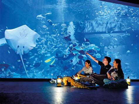 Protecting The Ocean With Jakarta Aquarium Now Jakarta