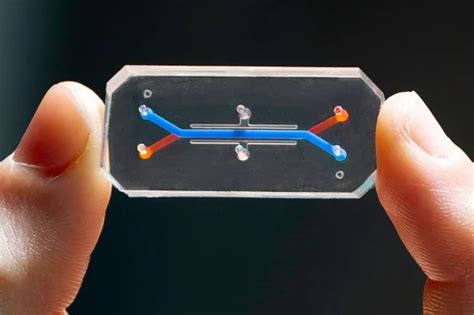 Scientists Created World S First Vagina On A Chip To Treat Bacterial Diseases Of Vagina