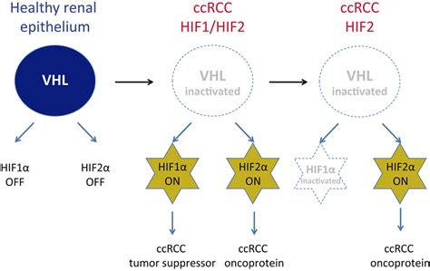 Frontiers Hypoxia Inducible Factor Dependent Pathways Driving Von