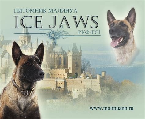 K9Profi товары для собак и их владельцев - Модный кинолог от K9Profi ...