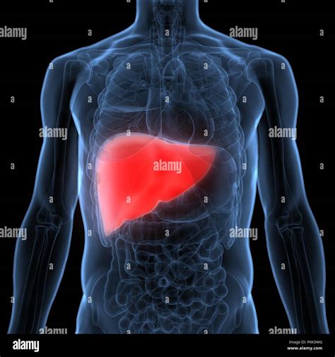 Liver Anatomy Hi Res Stock Photography And Images Alamy