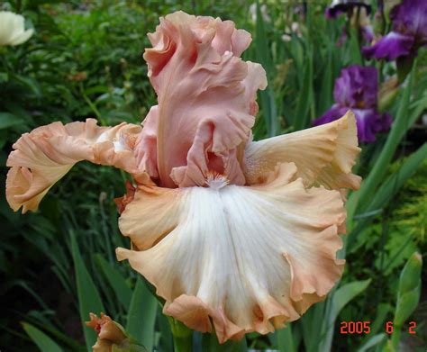 Ирисы в моем саду