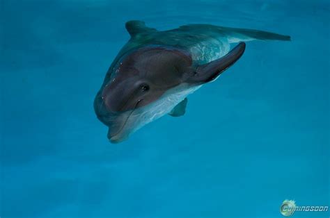 Dolphin Tale Heyuguys