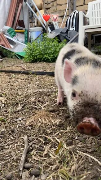 Bufalika Exclusive Leaked Nude Onlyfans