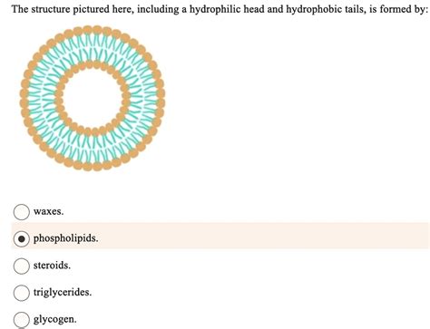 SOLVED: The structure pictured here, including a hydrophilic head and ...