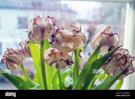 Faded and Dying Tulips. Faded pink and white tulips in the window Stock ...