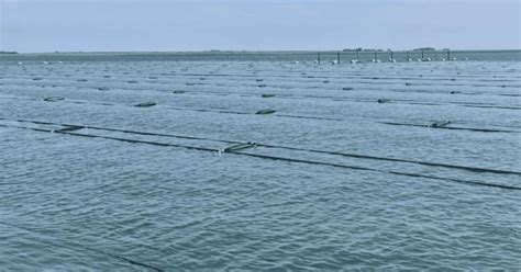 EU backs seaweed farming success : r/algae