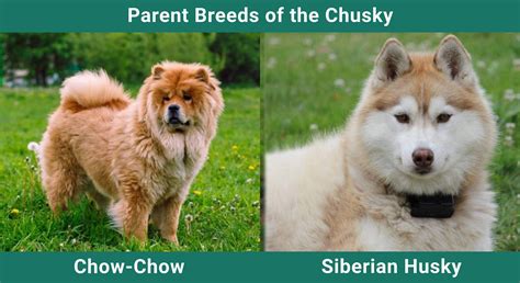 Chusky (Chow Chow & Siberian Husky Mix): Info, Pictures, Care & More – Dogster