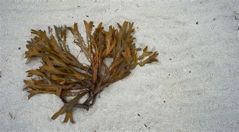 Pamper Your Hair With The Magic of Seaweed - K4 Fashion