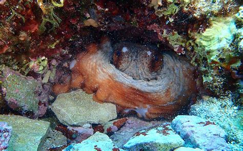 Diverse Underwater Life Of The Premuda Archipelago Premuda Diving