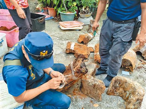 檢警逮山老鼠 搜出上千公斤牛樟木 地方新聞 中國時報