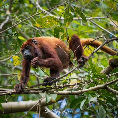 Colombian Red Howler Monkey From Santa Marta Magdalena Colombia On