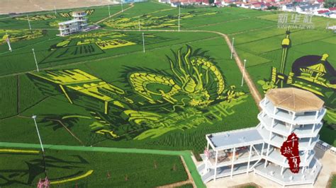 千城百县看中国｜河北遵化：“彩色稻田画”扮靓美丽乡村 新华网