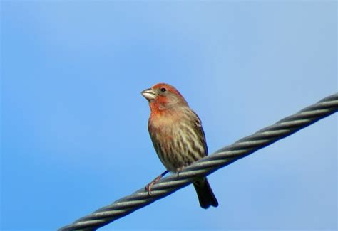 Oh These Finches Live In Florida Too Amy S Bird Blog