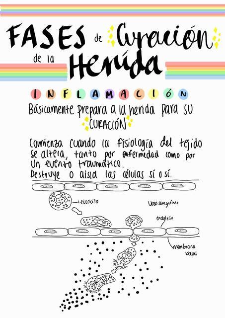 Fases de curación de la herida Fer M uDocz