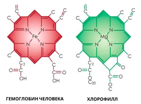 Хлорофилл для здоровья и иммунитета