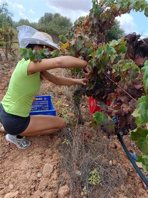 Do Binissalem Mallorca La Vendimia Finaliza Con Una Calidad Excelente