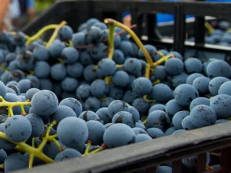 Vignaioli Artigiani Naturali In Fiera Turismo Roma