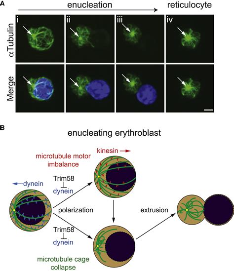 Trim58 Degrades Dynein And Regulates Terminal Erythropoiesis