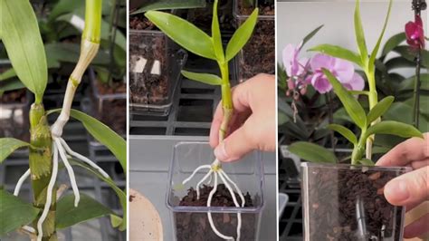 Best Techniques To Repotting Orchid In Pot Orchid YouTube