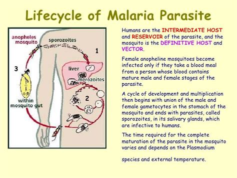 symbiotic bacteria examples