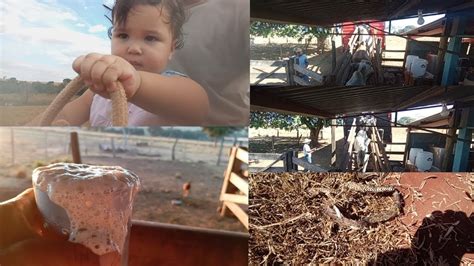 EMBARQUE DA BOIADA GORDA CHEGANDO BEZERROS PASSEIO ARUNINHA