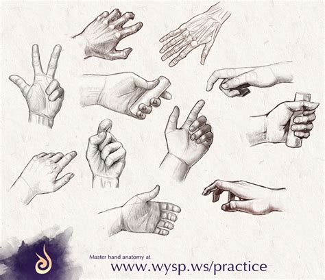 Hand anatomy | How to draw hands, Anatomy drawing, Hand anatomy